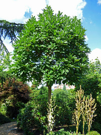 <p>Mit rund 600 Arten ist die Gattung Quercus die wohl wichtigste der Laubgehölze auf der Nordhalbkugel. Und obwohl der Schwerpunkt der Artenvielfalt in…</p>