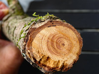 <p>In verschiedenen Schweizer Städten sowie im Raum Stuttgart zeigten Atlaszedern erstmals im Juni 2020 plötzlich verbräunte Ast- oder Kronenpartien,…</p>