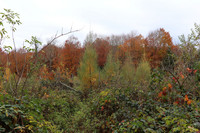 <p>Hohe Wildbestände gefährden den Schweizer Schutzwald. Waldeigentümer fodern ein besseres Zusammenspiel und konkrete Massnahmenvom Bund, während die…</p>