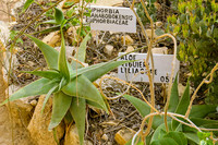 <p>Auf einem Gelände von 40 ha erstreckt sich am Rande der Stadt Toliara das Arboretum d’Antsokay. Es zeigt die reiche Pflanzenwelt des Südwestens der…</p>