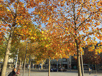 <p>In Städten finden eingeschleppte Schädlinge und Krankheiten deutlich mehr potenzielle Wirte als im Wald. Dies zeigt eine Studie der Eidgenössischen…</p>