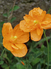 <p>Diese freundliche kleine Staude blüht in Fülle den ganzen Sommer über und schenkt uns noch im Herbst ihre warmen orangen Blüten.</p>