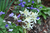 <p>Frühling ist die Zeit der Blumenzwiebeln. Krokus, Tulpen, Narzissen und Co. sind nicht wegzudenken aus unseren Gärten und bereichern sie mit den…</p>
