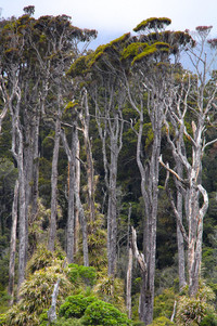 <p>In unserer Vorstellung sind die Wälder Neuseelands  oft von üppig grünen Farnteppichen und Baumfarnen geprägt. Diese Bilder gibt es tatsächlich, aber…</p>