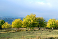 Die Walnusswiese zur Erntezeit.