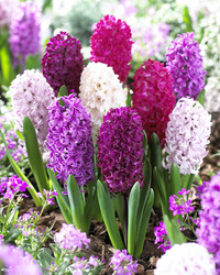 <p>Zu den bekanntesten und begehrtesten Frühjahrsblühern zählen seit einigen hundert Jahren die Hyazinthen. Sie sind schmucke Ziergewächse im Garten,…</p>