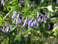 <p>Deutsche Namen gibt es noch nicht für alle asiatischen Herbst-Blaublüher. Sie werden nach den wissenschaftlichen Namen als Isodon, Rabdosia und…</p>