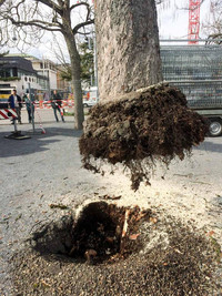 <p>In der Seeuferanlage am General-Guisan-Quai in Zürich wurde am 18. März bei einem Sturm mit einer Windspitze von über 80 km/h ein Trompetenbaum…</p>
