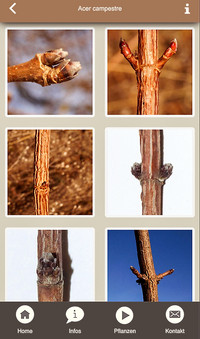 <p>Die Kernkompetenz von Gärtnerinnen und Gärtnern ist das Wissen über die Vielfalt und Verwendung von Pflanzen. Für die Lernenden ist Pflanzenkenntnis…</p>