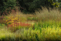 <p>«Gartenkunst und Natur­gestalten» – unter diesem Titel legte der bekannte niederländische Gartengestalter Piet Oudolf im Maximilianpark in Hamm…</p>