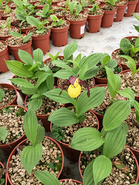 <p>Ikone unter den einheimischen Orchideen ist der Frauenschuh (Cypripedium calceolus). Doch seine zauberhafte Blüte wurde ihm zum Verhängnis, weil…</p>