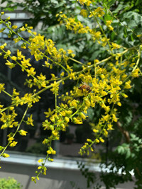 <p>Mit einer goldenen Krone startet die Blasenesche (Koelreuteria paniculata) in den Sommer. Ihre grossen, stark verzweigten Blütenrispen recken sich…</p>
