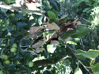 <p>20 Gemeinden haben in diesem Jahr bereits Feuerbrandbefall gemeldet. Das zeigt die am 4. Juli 2019 von Agroscope aufgeschaltet Befallskarte. Von der…</p>