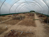 Künstlicher Klimagarten: