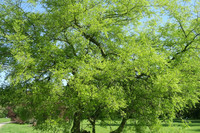 <p>Zürgelbäume prägen in vielen Regionen Südeuropas das Stadtbild. Das ist ihrer hervorragenden Toleranz gegenüber Hitze und Trockenheit zu verdanken.…</p>