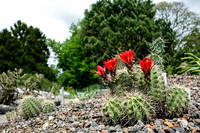 <p>Der Steingarten im Areal der Sukkulenten-Sammlung Zürich ist umfassend aufgefrischt. Die Anlage orientiert sich mit ihrer Artenvielfalt am Charakter…</p>