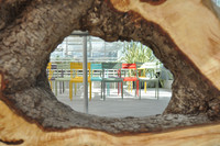 <p>Die Ausstellung «Bäume in der Stadt» beleuchtet die Vielfalt und Bedeutung der Stadtbäume. Anhand anschaulicher Beispiele und begleitet von Stimmen…</p>
