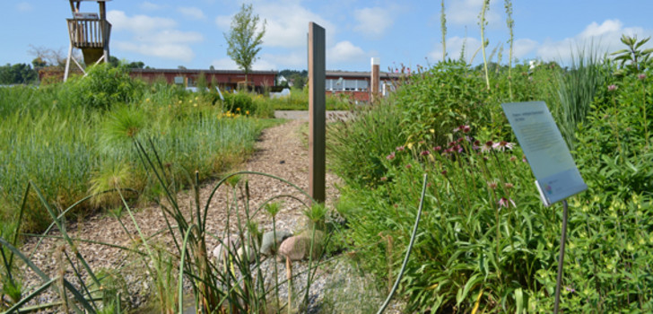 Das Gräserland lässt sich