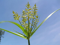 <p>Das Landwirtschaftsamt des Kantons Zug hat den Neophyt Erdmandelgras (Cyperus esculentus) mittels Verfügung als besonders gefährlicher…</p>