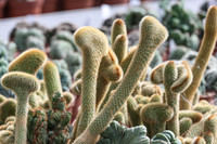 <p>An der 42. Internationalen Pflanzenmesse (IPM) in Essen vom 27. bis 30. Januar 2026 trifft sich die grüne Branche, um sich über aktuelle Entwicklungen…</p>