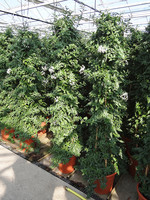 Im Vordergrund der Produktion