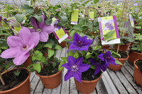 <p>Waldreben zählen mit zu den bekanntesten Gartenpflanzen. Einzigartig sind Farbenvielfalt, Blühdauer, Blütenreichtum und ihre Eigenschaft als…</p>