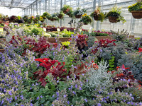 <p>Die goldene Jahreszeit läutete Kientzler Jungpflanzen mit farbenfrohen Chrysanthemen und besonderen Blattschönheiten anlässlich seiner Kundentage in…</p>