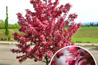 <p>Viele Leute kennen die Blütenpracht der Apfelbäume im Frühling und genies­sen das leckere Obst im Herbst. Dass es aber auch Zierapfelbäume gibt, die…</p>