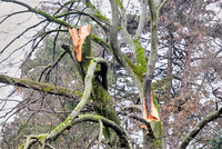 <p>Das neue, von der Arbeitsgruppe Baum der Vereinigung Schweizerischer Stadtgärtnereien und Gartenbauämter (VSSG) erarbeitete Merkblatt Baumkontrolle…</p>