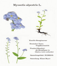 <p>Mit diesem Beitrag zum Herbarium sind nicht die umfangreichen historisch wertvollen Sammlungen wissenschaftlicher Einrichtungen gemeint, die fast…</p>