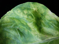 <p>Pflanzenschutzmittel können teilweise erhebliche Kollateralschäden verursachen und führen nicht selten zu Resistenzen bei Erregern und Schädlingen.…</p>