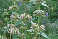<p>Das echte Samos-Brand-kraut wird seit 1714 in der gärtnerischen Kultur nach-gewiesen. Lange Zeit wurde der gelb blühende Phlomis russeliana…</p>