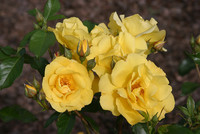 <p>Drei Jahre lang wurden über 40 Rosensorten in ganz Deutschland auf ihren Gartenwert und besonders auf Reichblütigkeit und Blattgesundheit geprüft. Die…</p>