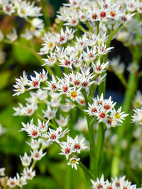 <p>Die Ahornblattstaude (Mukdenia rossii ‘Karasuba‘) ist ein sehr interessanter und vielseitiger Bodendecker. Sie ist die Einzige in ihrer Gattung und…</p>