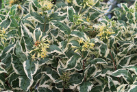 <p>Die Plantarium | GROEN-Direkt mitten in einem der ältesten und grössten Baumschulgebiete Europas ist das Mekka internationaler Pflanzenkenner und…</p>