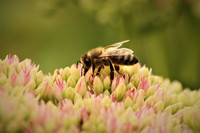 <p>Zum Schutz bedrohter Wildbienenarten stellt die Stadt Zürich die Förderung der Honigbienen ein. Neue Imkerstände auf städtischen Flächen werden nicht…</p>