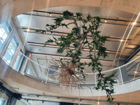 <p>Wyss Raumgrün, die hauseigene Geschäftseinheit der Wyss Samen und Pflanzen AG für professionelle Innenbegrünung, erhielt den Auftrag zur Begrünung des…</p>