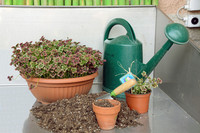 <p>Natur, Landschaft und Garten rücken als Ressource für die Gesundheitsförderung vermehrt in den Fokus – werden als Wurzel des Wohlbefindens…</p>