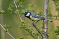 <p>Eine neue Studie zeigt, dass helle Neststandorte die Schlupfraten von Kohlmeisen verringern. Die Resultate lassen aufhorchen, denn die Kohlmeise gilt…</p>