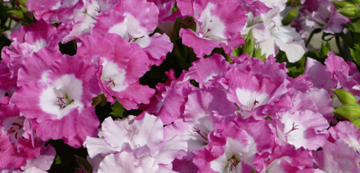 «Pelargonien der ganz anderen