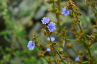 <p>Mit der Wahl von Cichorium intybus zur Heilpflanze des Jahres 2020 rückt der Verein zur Förderung der naturgemässen Heilweise nach Theophrastus…</p>