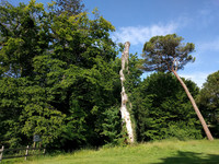 Stadtnatur im Dichtestress <p>Was können Städte zum </p><p>Naturschutz beitragen? Dieser Frage gingen Fachleute an der gemeinsam von Kommunale Infrastruktur und der Vereinigung…</p>
