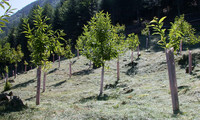 <p>Die Schweizer Kastanienwälder beherbergen laut Medienmitteilung der&nbsp;eidg. Forschungsanstalt für Wald, Schnee und Landschaft (WSL)&nbsp;eine in Europa…</p>