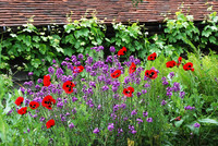 <p>In sommerlichen Beeten sind Mohnblumen attraktive Blickfänge. Ihre fragilen Blüten leuchten im Sonnenlicht und sind von beeindruckender Pracht.</p>