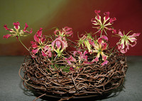 <p>Auf der Messe Garten München ging es letztes Jahr mit dem Thema «Afrika» exotisch zu. Fünf Schülerinnen der Staatlichen Fachschule für Blumenkunst…</p>