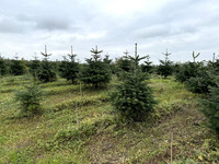 <p>Fast die Hälfte aller Weihnachtsbäume in der Schweiz stammen aus inländischer Produktion. Ihr Anteil am Markt ist in den vergangenen 20 Jahren markant…</p>