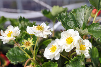 <p>Mit SUMMER BREEZE SNOW erweitert die Häberli Fruchtpflanzen AG seine MERCI®-Linie immertragender Balkonerdbeer-Sorten mit besonders dekorativen…</p>