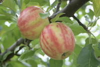 <p>Das Interesse am Anbau von Obst und Beerenobst nimmt spürbar zu. Dies nicht im Sinne des klassischen Nutzgartens mit entsprechender Selbstversorgung,…</p>