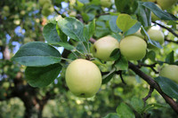 <p>Fructus, die Vereinigung zur Förderung alter Obstsorten, ernennt mit dem ‘Usterapfel’ eine wahre Zuckerbombe&nbsp;zur Schweizer Obstsorte des Jahres 2021.</p>