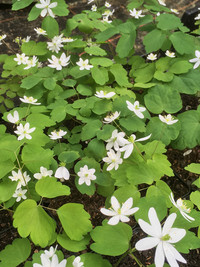<p>Wer nach den Buschwindröschen noch nicht genug hat von feinen, weissen Blüten im Schatten, sollte sich unbedingt die Rautenanemone an einen humosen…</p>